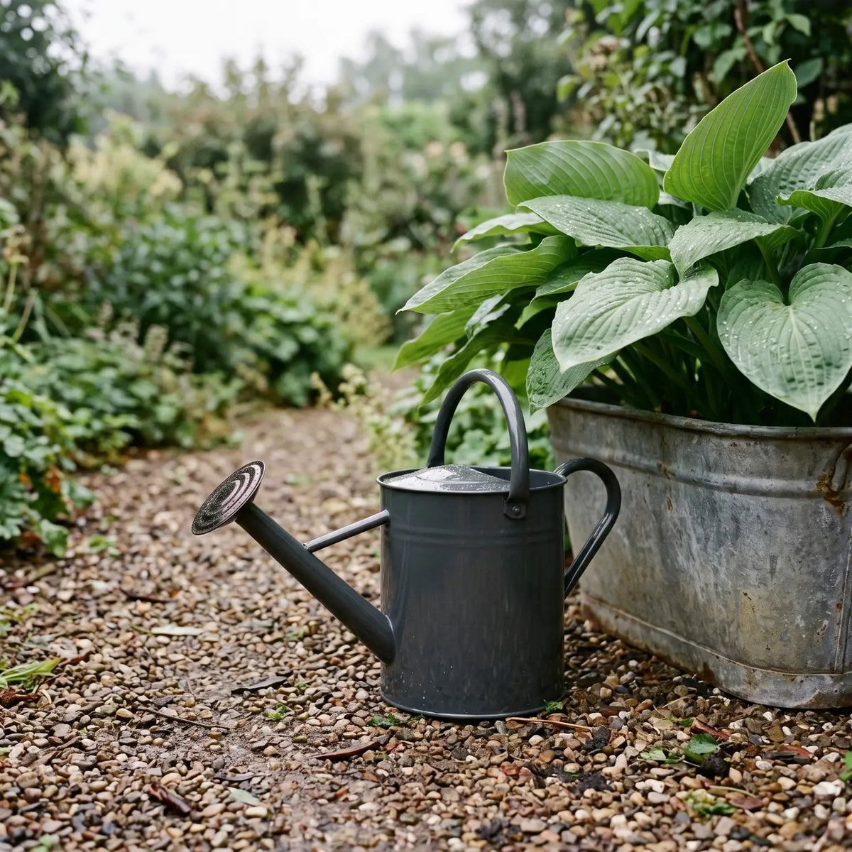 Grey Watering Can 8 Litres on a gravel path beside a zinc trough of hostas