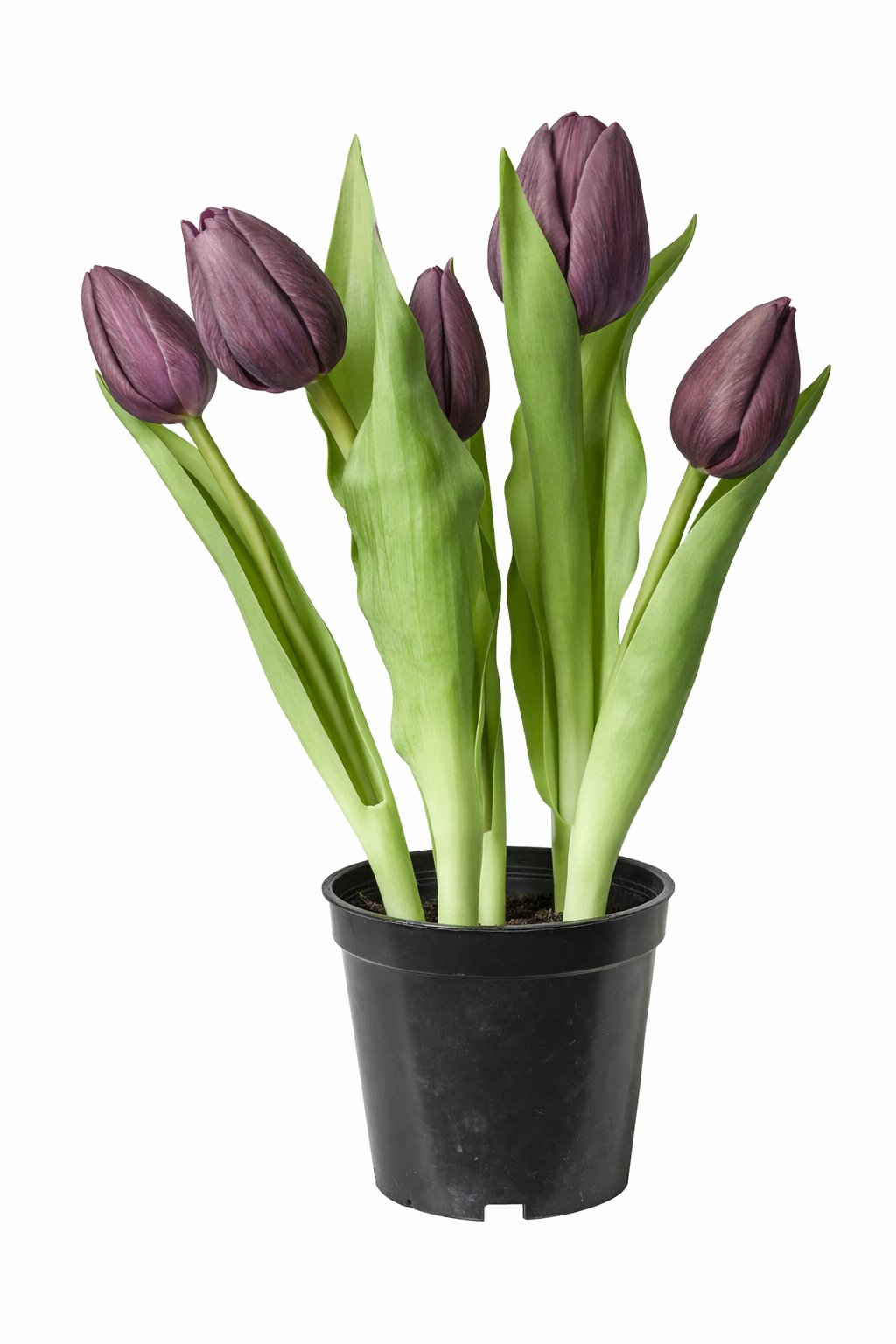 Artificial Tulips in Pot, 5 Stems, H25 cm - Purple